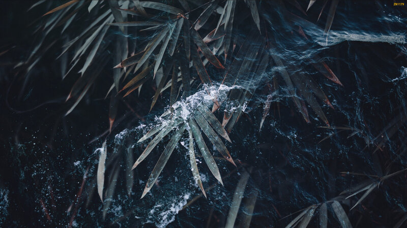 Bamboo Leaves in Water
