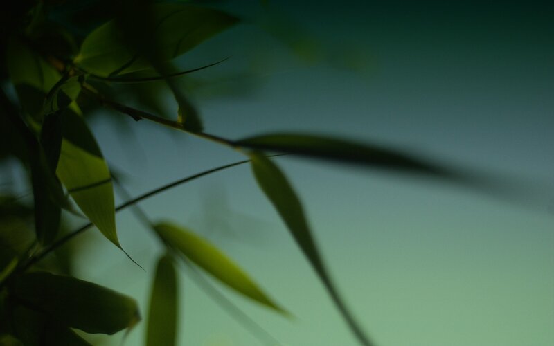 Bamboo Leaves in Wind