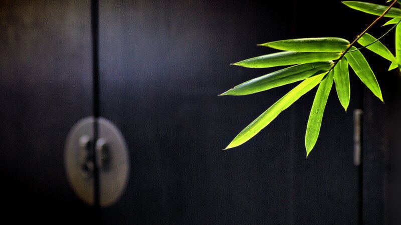 Bamboo Leaves on Dark Door — Green