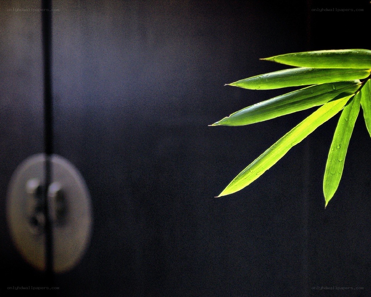 Bamboo leaves on dark door