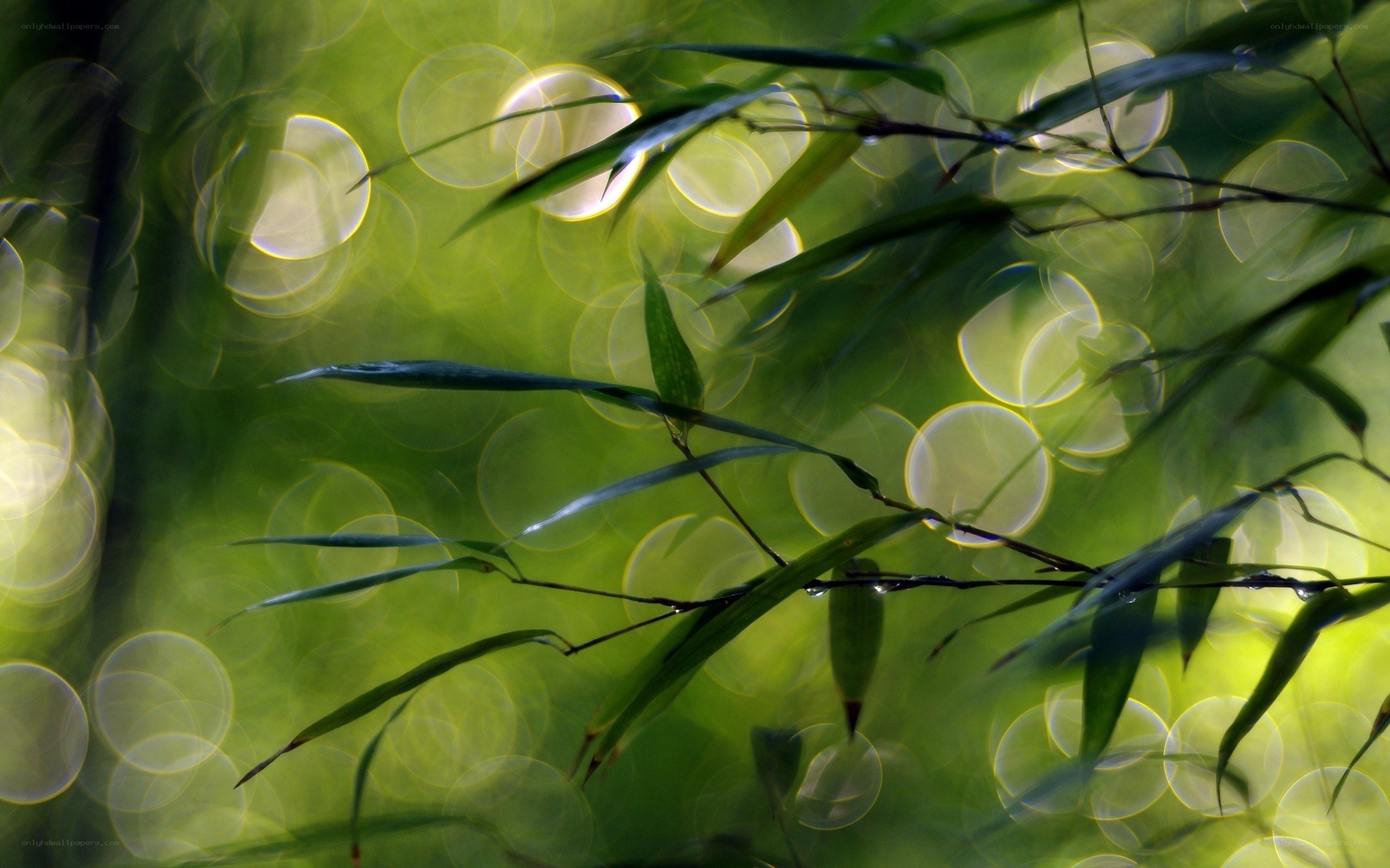 Bamboo leaves with bokeh light