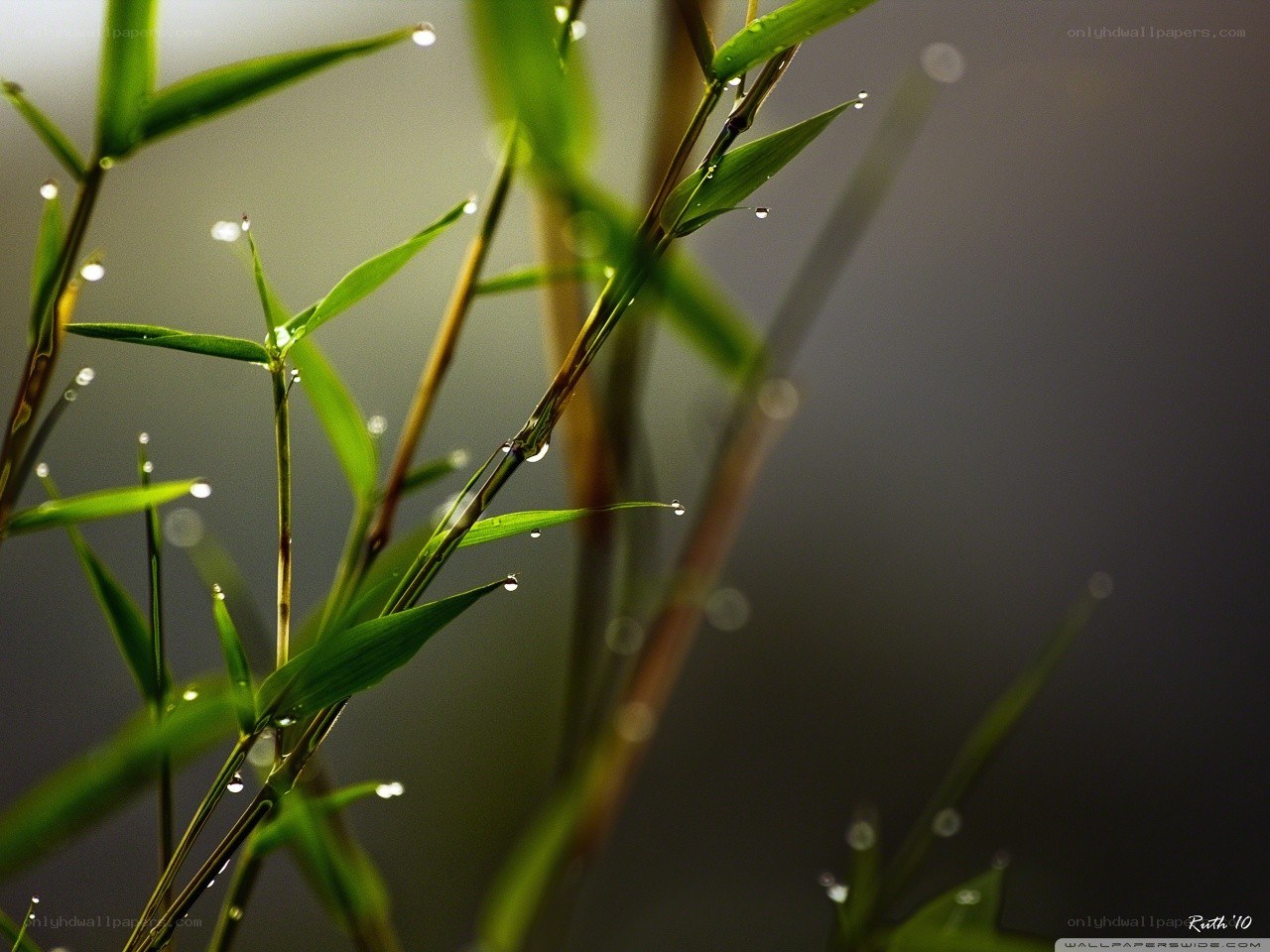 Bamboo leaves with dew drops