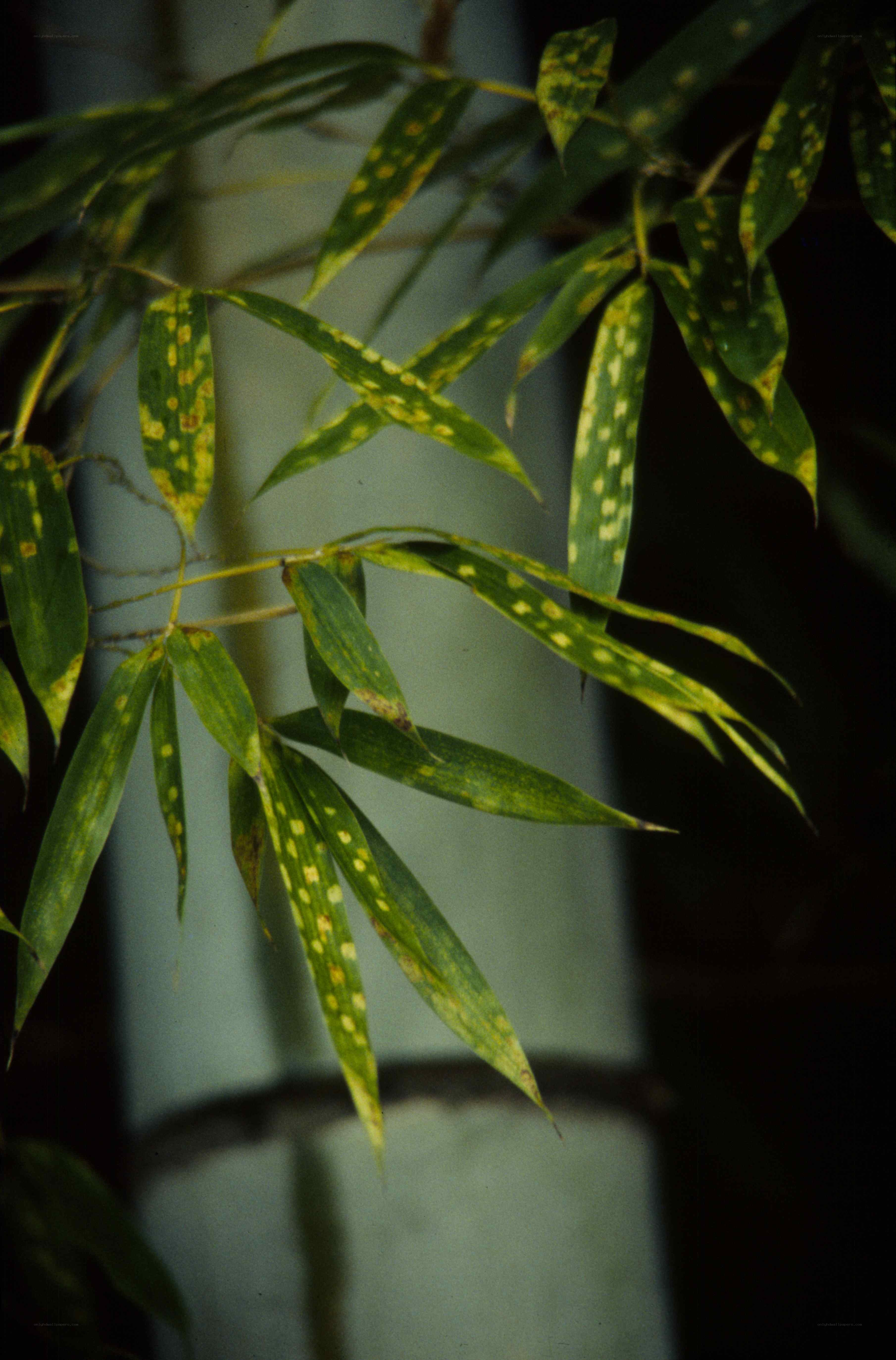 Bamboo leaves with spots