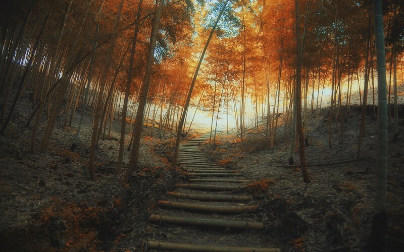 Bamboo Path in Forest — Orange