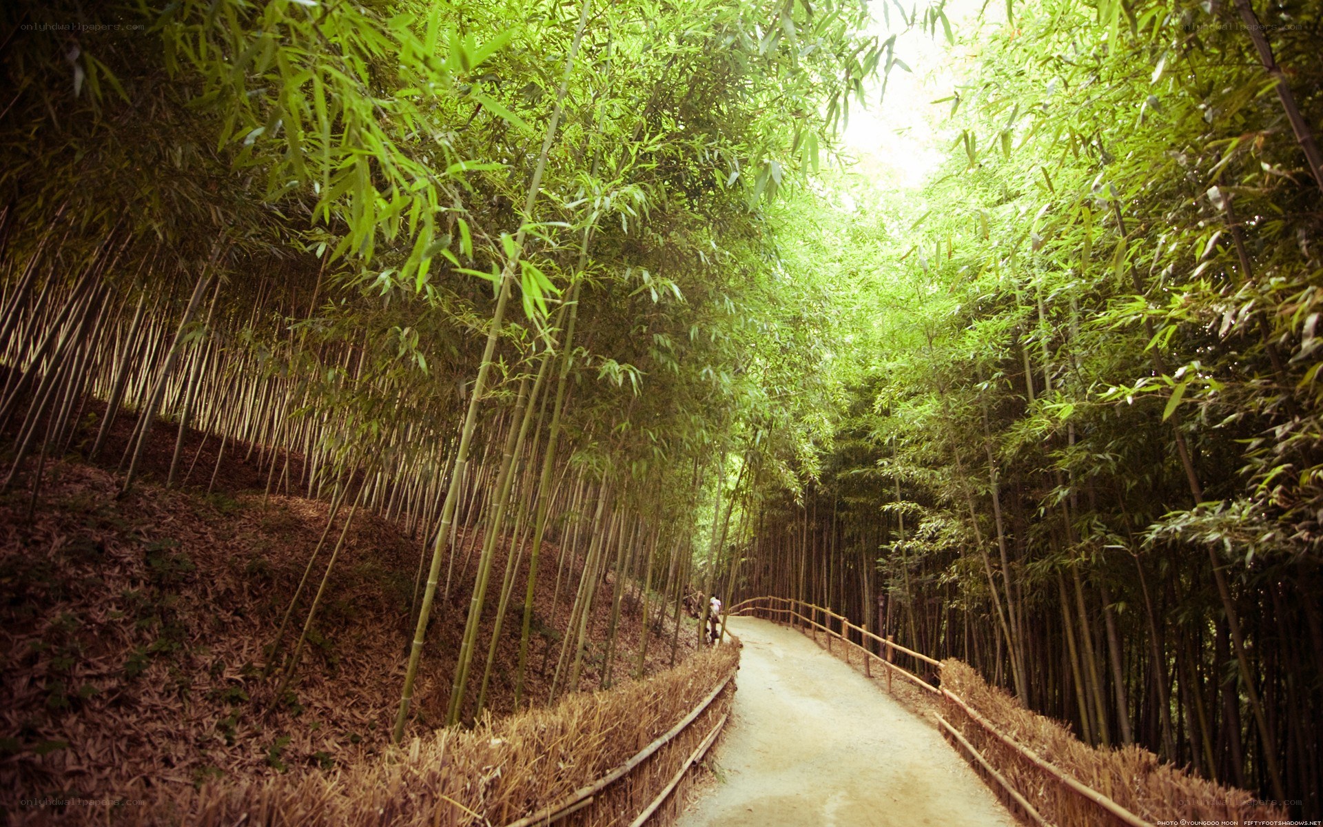 Bamboo path in forest