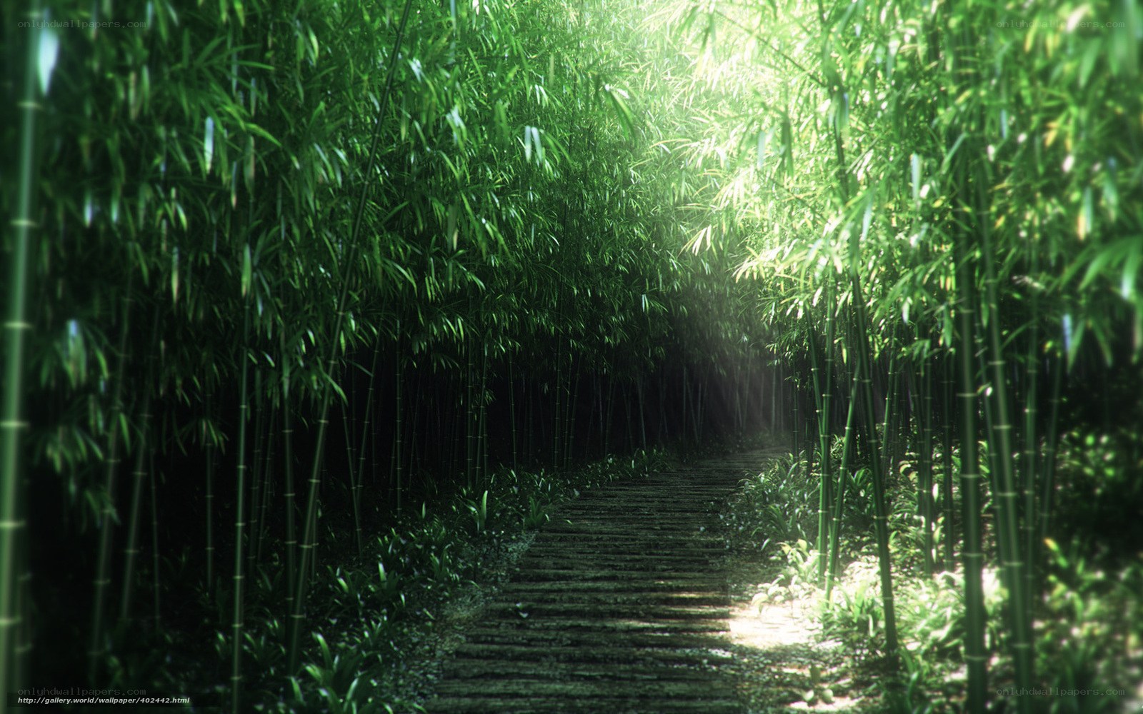Bamboo path in sunlight