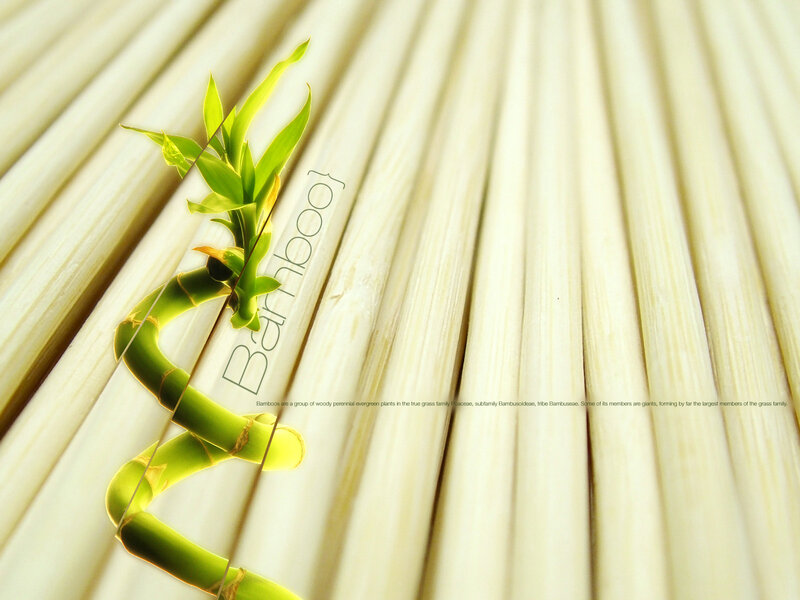 Bamboo plant on bamboo background