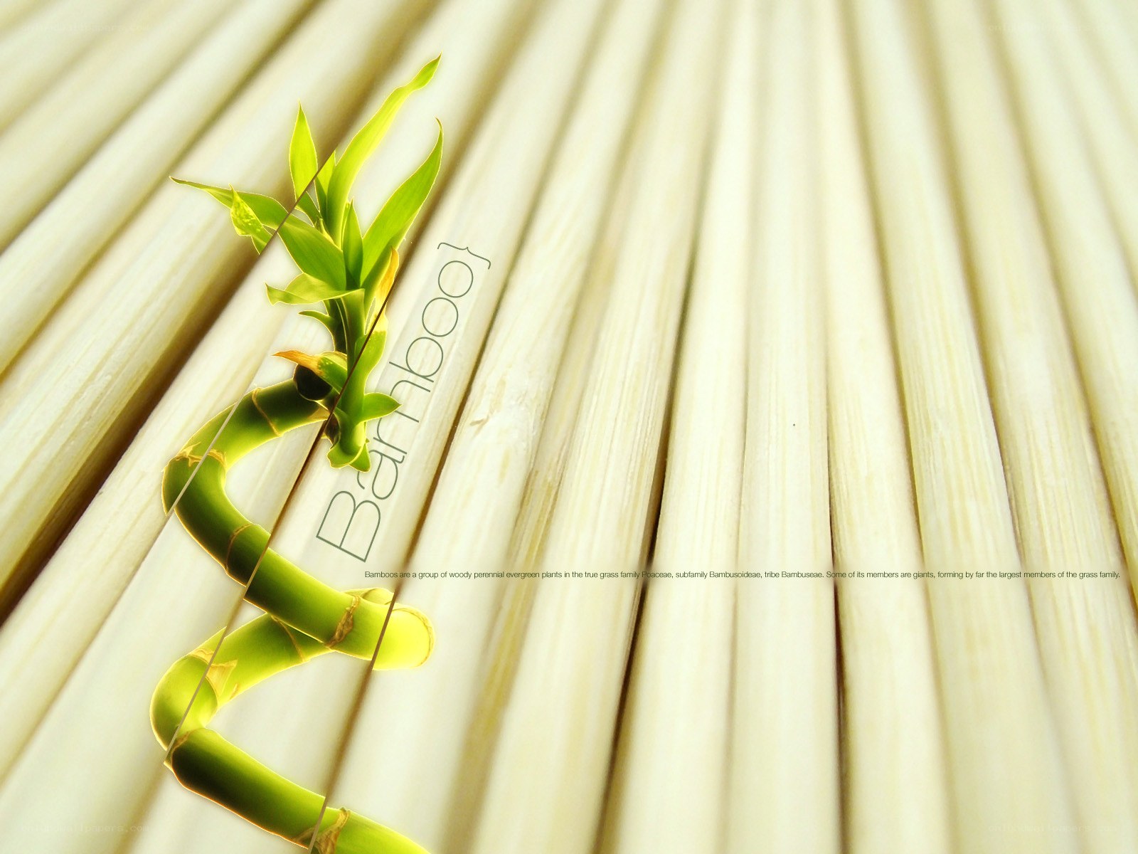 Bamboo plant on bamboo background