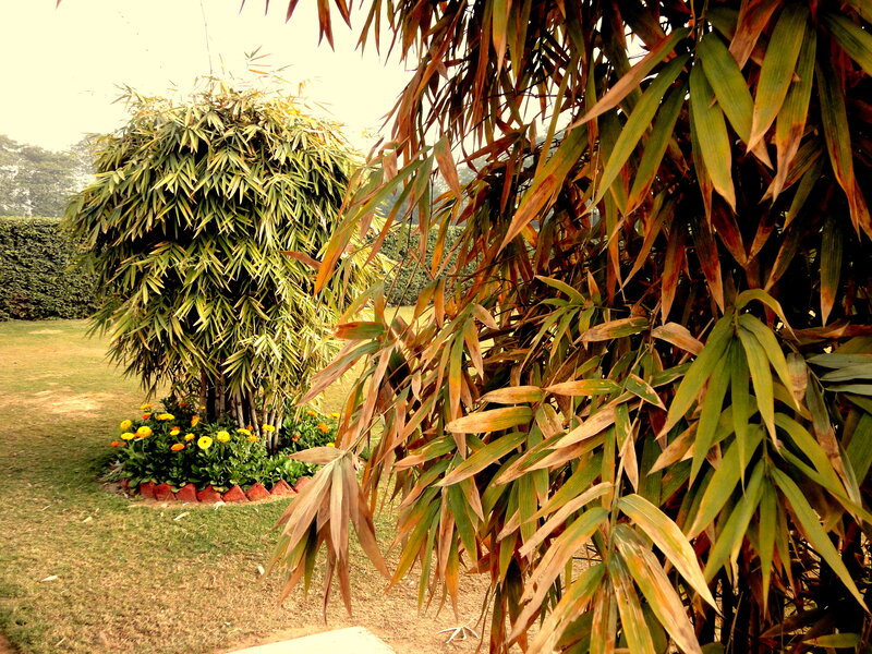Bamboo Plants in Garden