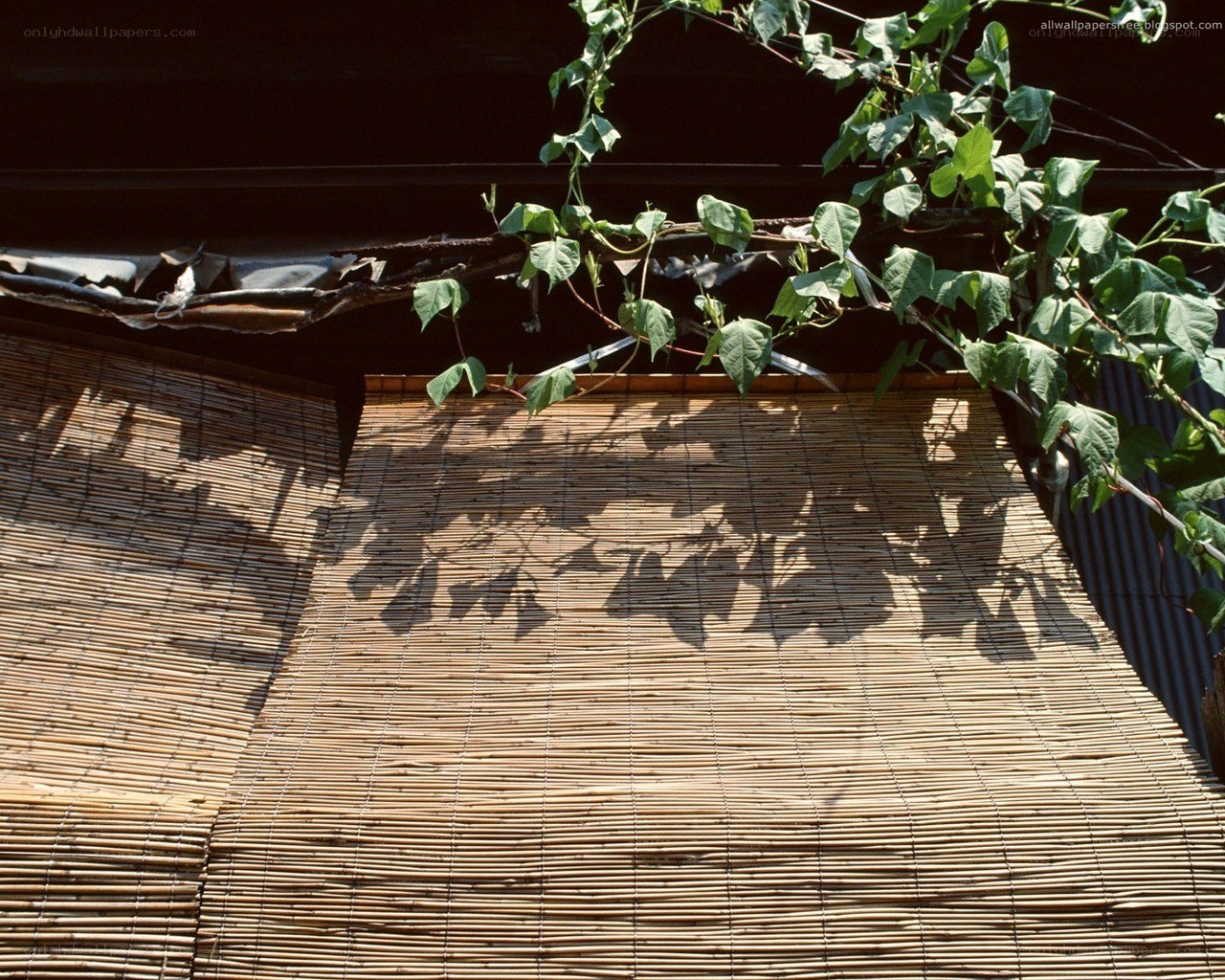Bamboo screen with vine shadow