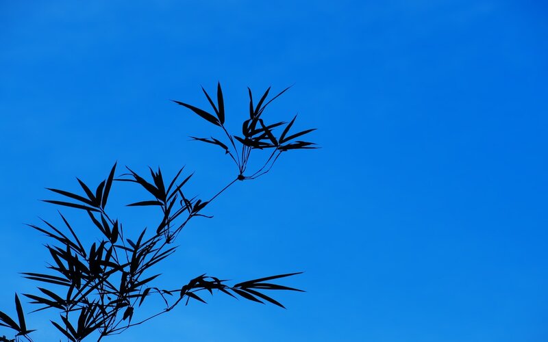 Bamboo Silhouette Against Blue Sky