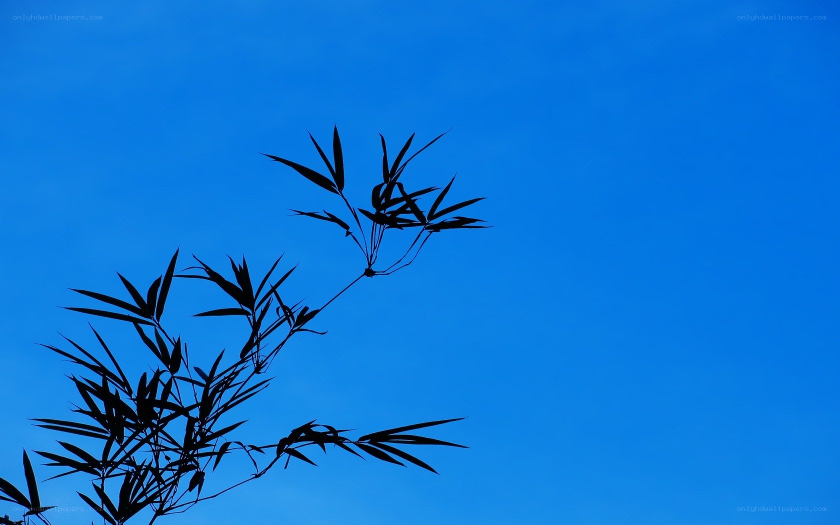 Bamboo Silhouette Against Blue Sky