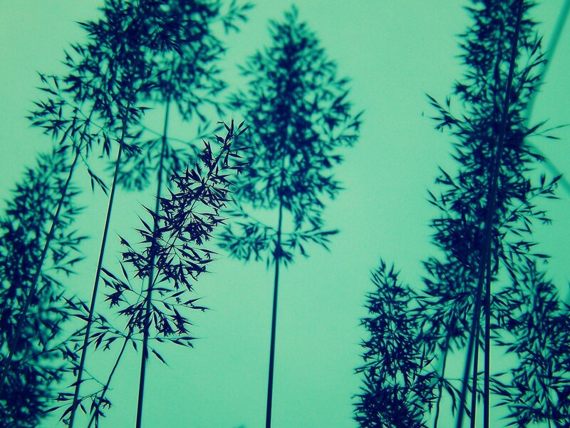 bamboo silhouettes against teal sky