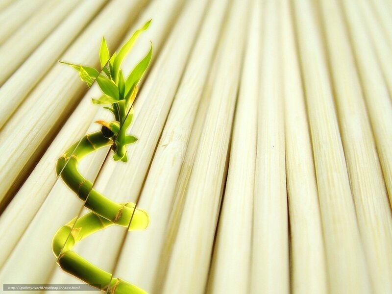 Bamboo sprout on bamboo mat