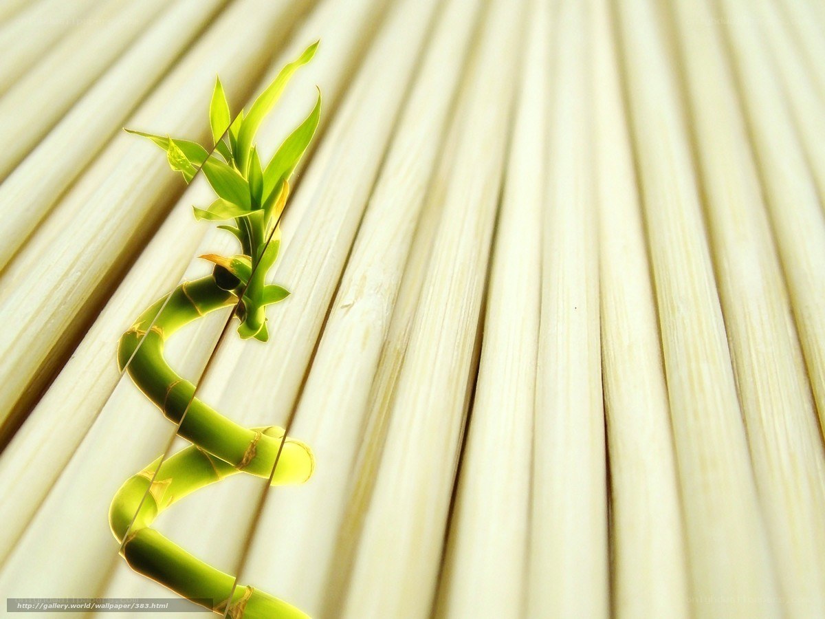 Bamboo sprout on bamboo mat
