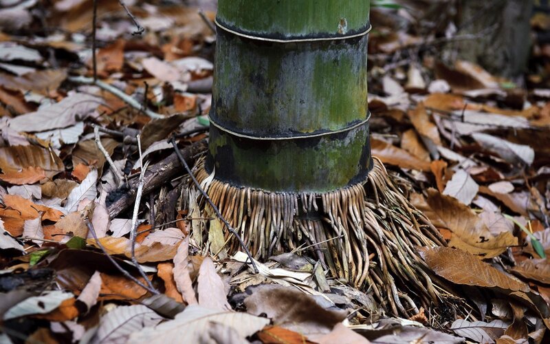 Bamboo stalk base in forest