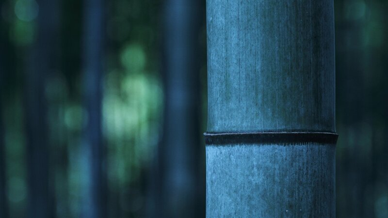 Bamboo Stalk in Forest — Blue