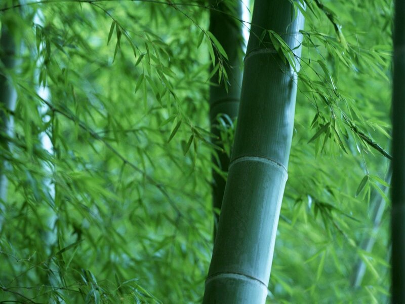Bamboo Stalk in Forest — Green, Serene, Photograph