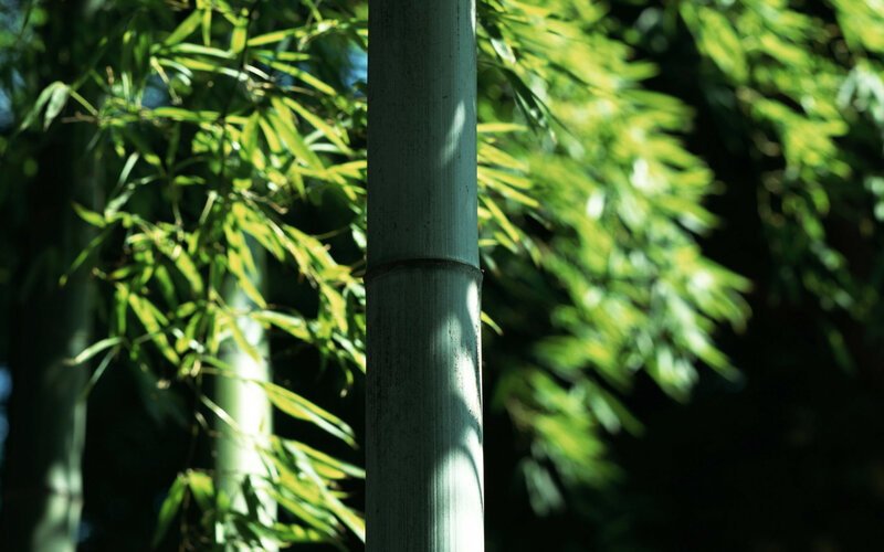 Bamboo Stalk in Forest — Green, Serene
