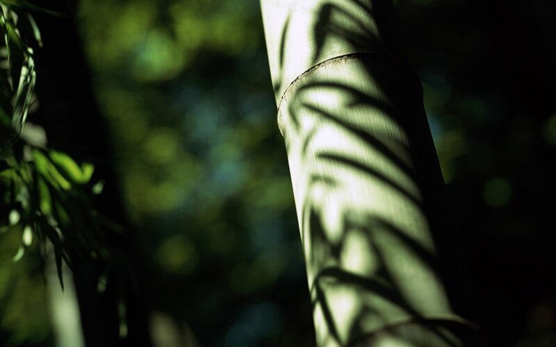 Bamboo Stalk in Forest — Green