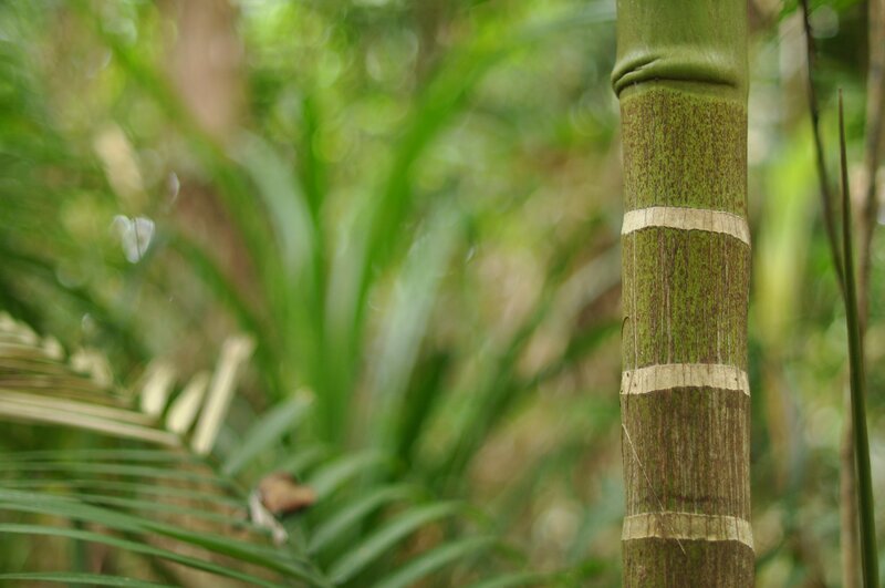 Bamboo stalk in forest