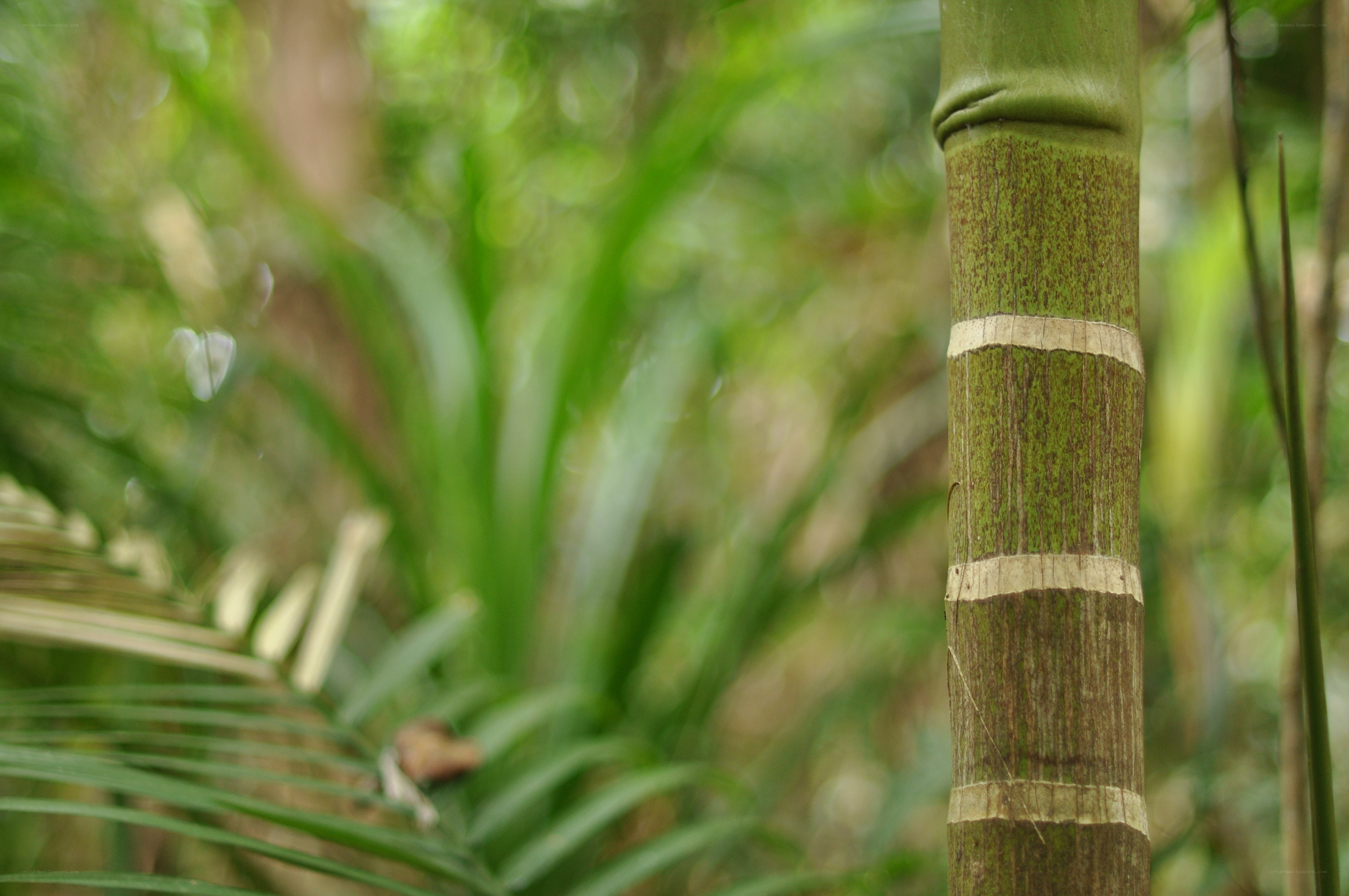 Bamboo stalk in forest