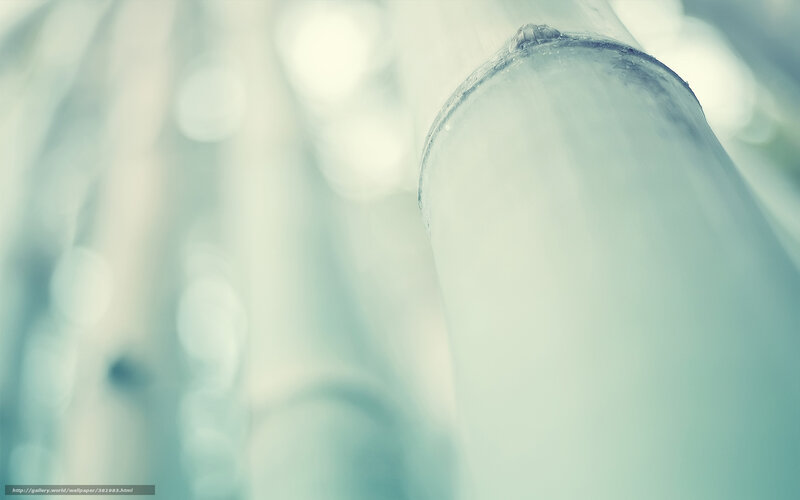 Bamboo stalk in soft light
