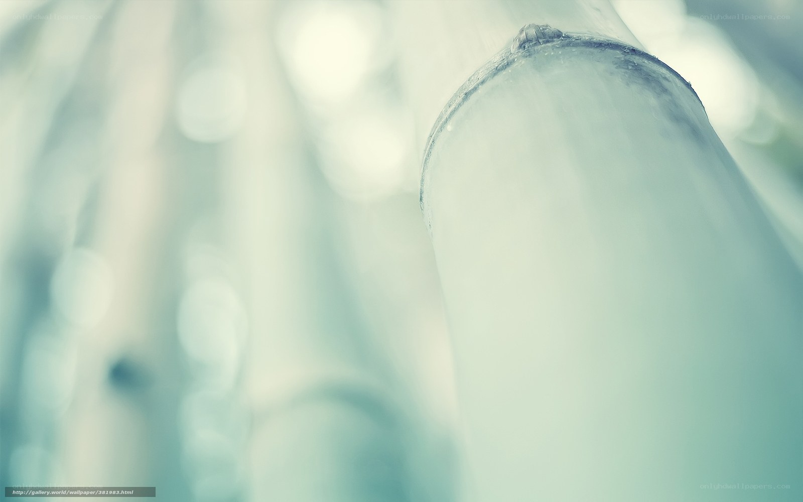 Bamboo stalk in soft light