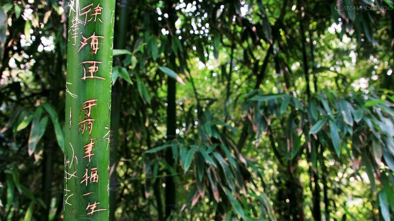 Bamboo Stalk with Carvings