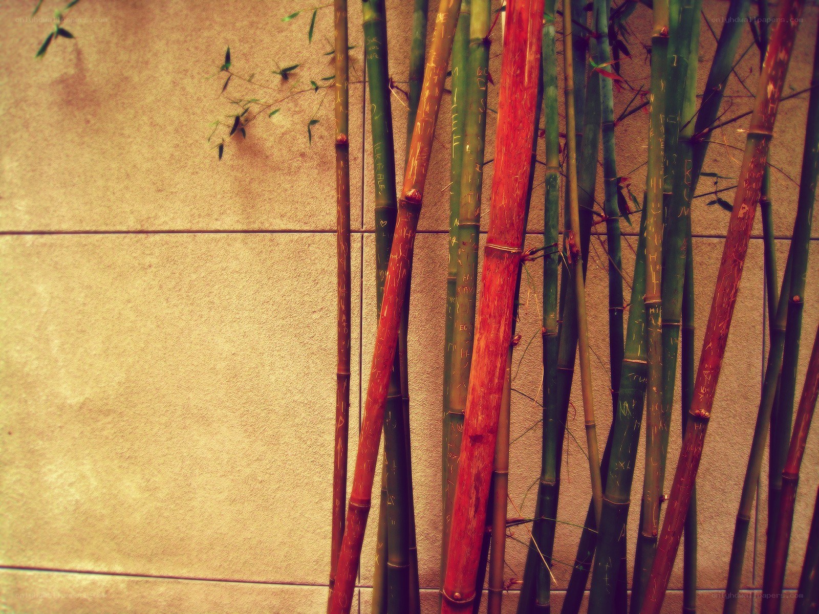Bamboo stalks against a wall
