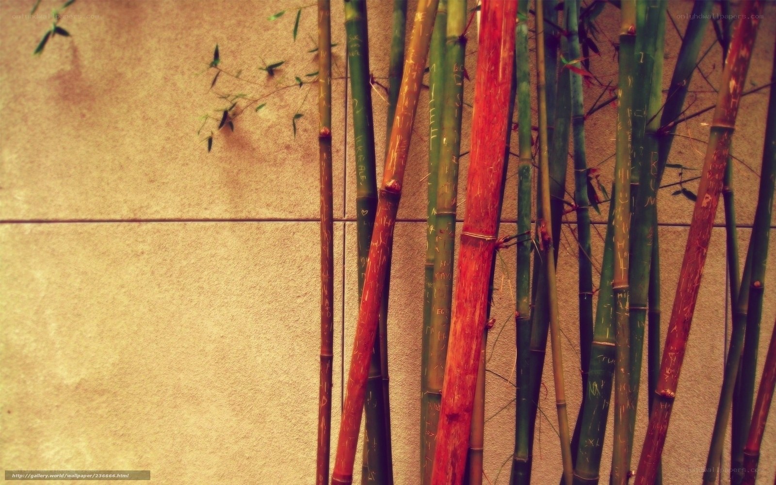 Bamboo stalks against wall