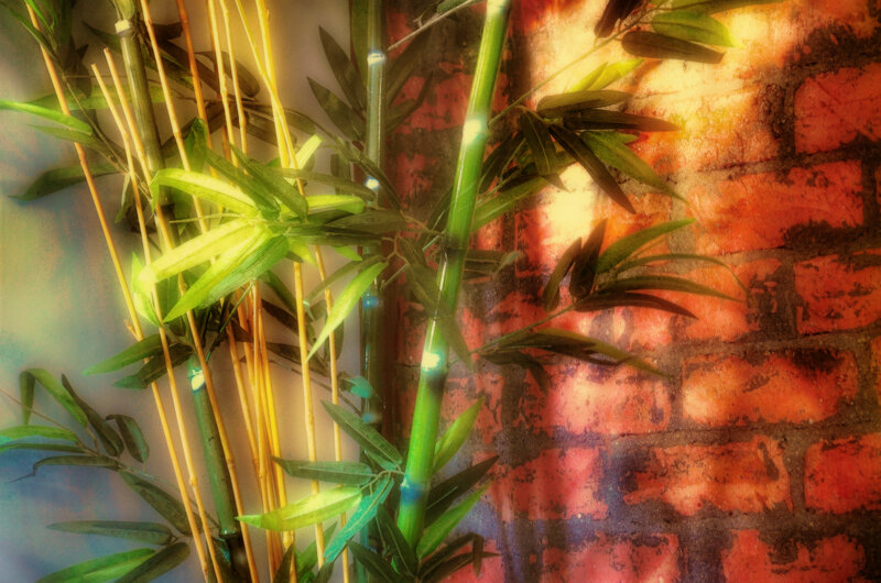 Bamboo Stalks and Leaves — Green, Dramatic