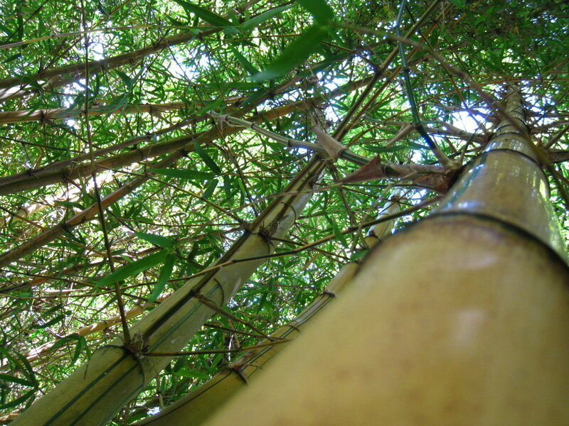 Bamboo Stalks and Leaves — Green, Natural