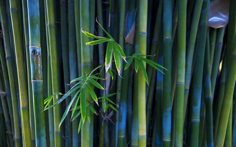 Bamboo Stalks and Leaves — Green, Serene