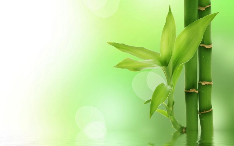 Bamboo Stalks and Leaves — Green