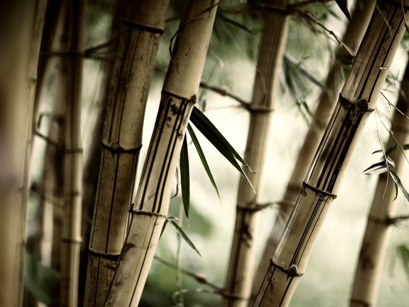 Bamboo stalks in a grove