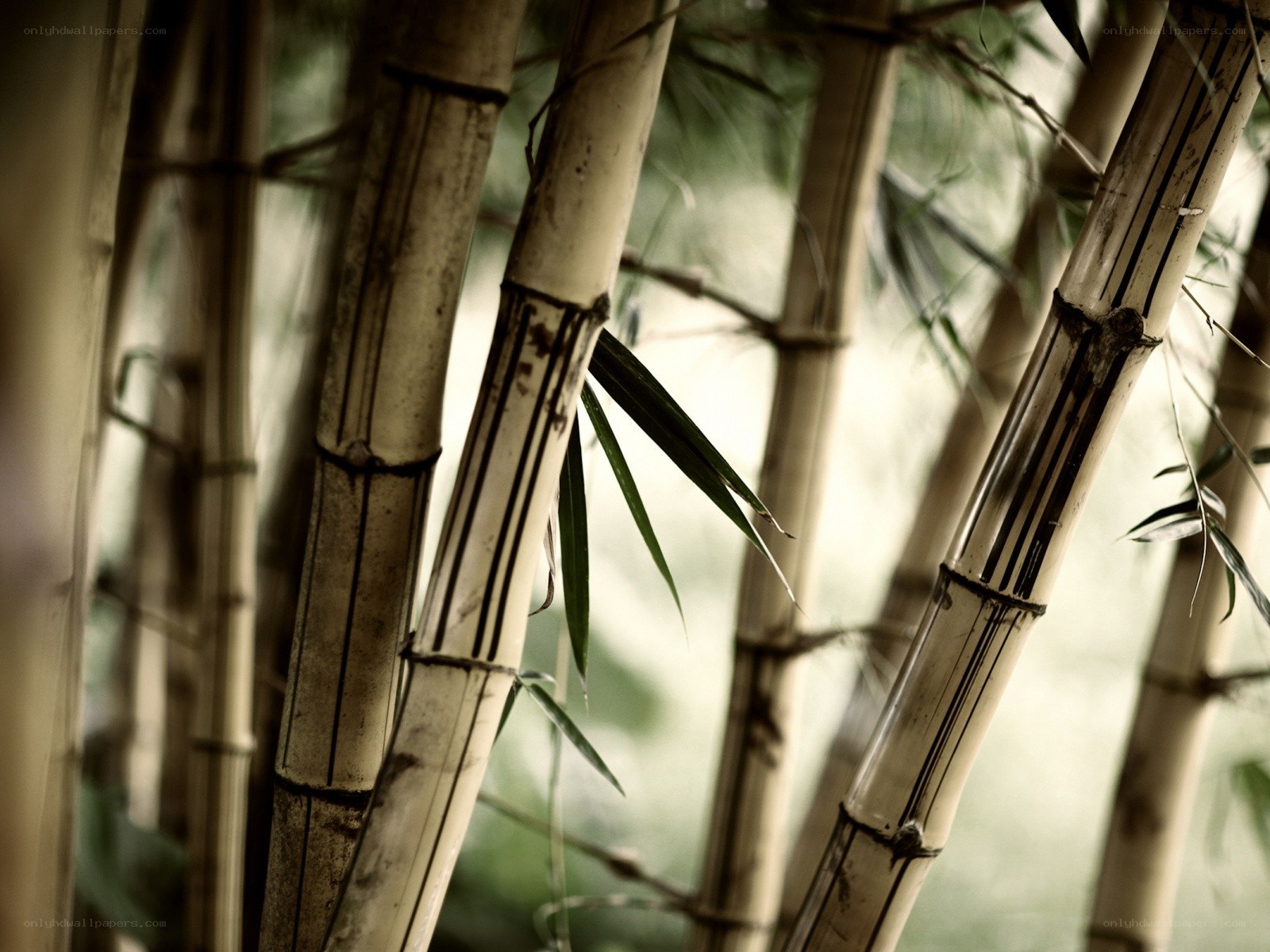 Bamboo stalks in a grove