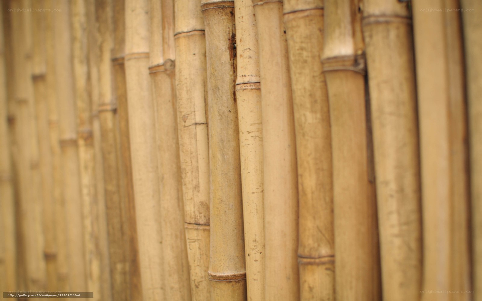 Bamboo stalks in a row