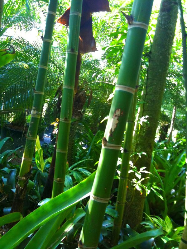Bamboo stalks in a tropical garden
