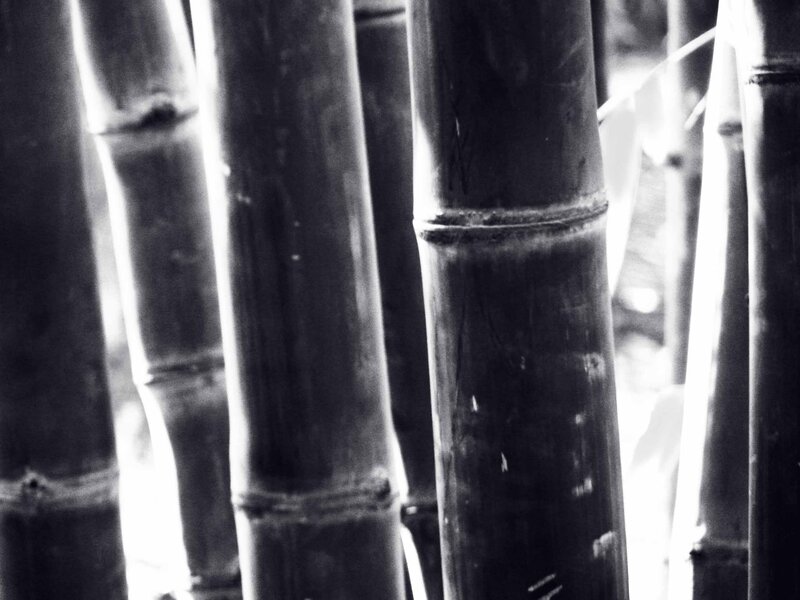 Bamboo stalks in black and white