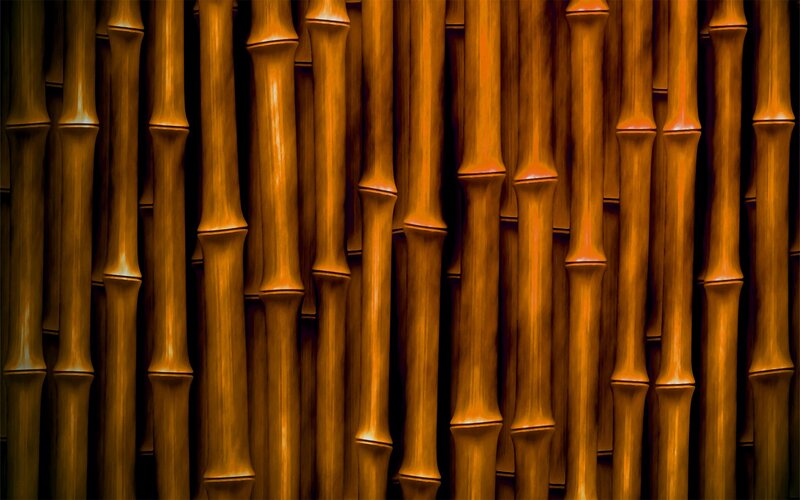 Bamboo Stalks in Close-up