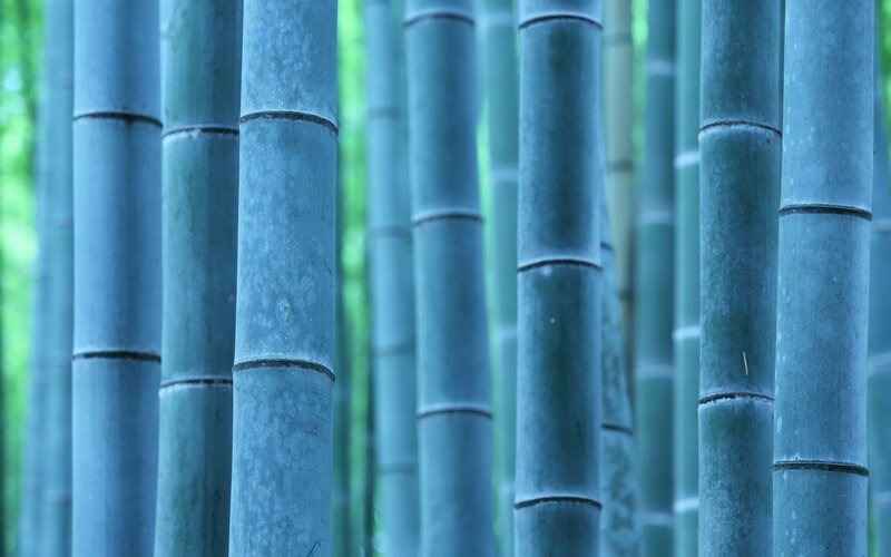 Bamboo Stalks in Forest — Blue, Serene