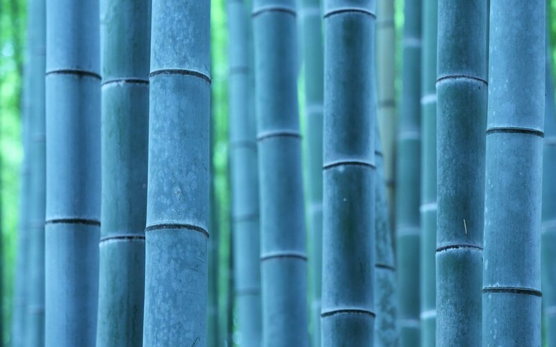 Bamboo Stalks in Forest — Blue