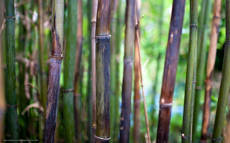 Bamboo Stalks in Forest — Green, Natural