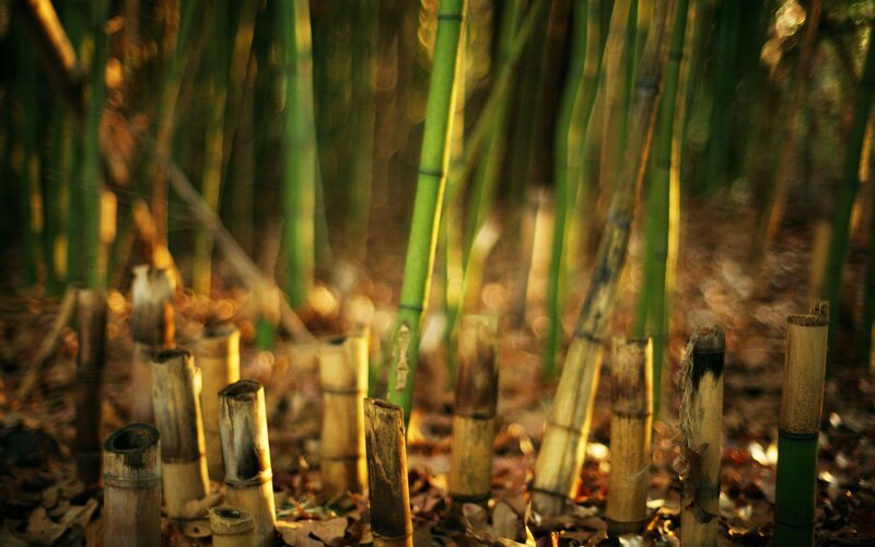 Bamboo Stalks in Forest — Green, Serene, Afternoon, Photograph, Forest Floor, Sunlight