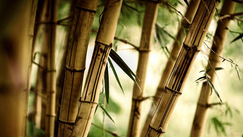 Bamboo Stalks in Forest — Green, Serene, Afternoon, Photograph, Leaves, Sunlight