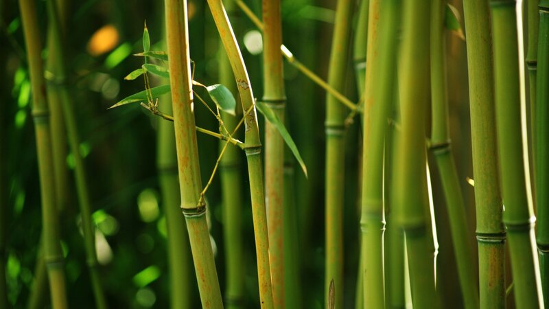 Bamboo Stalks in Forest — Green, Serene, Afternoon, Photograph, Leaves