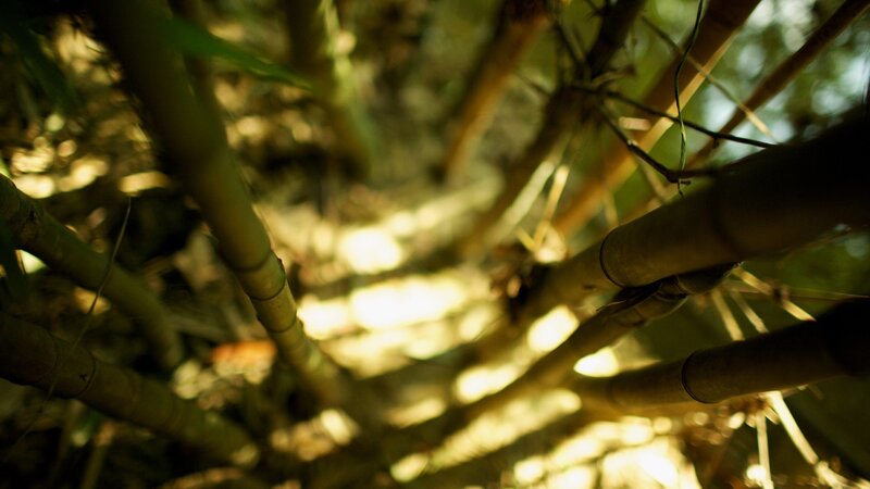 Bamboo Stalks in Forest — Green, Serene, Afternoon, Photograph, Sunlight