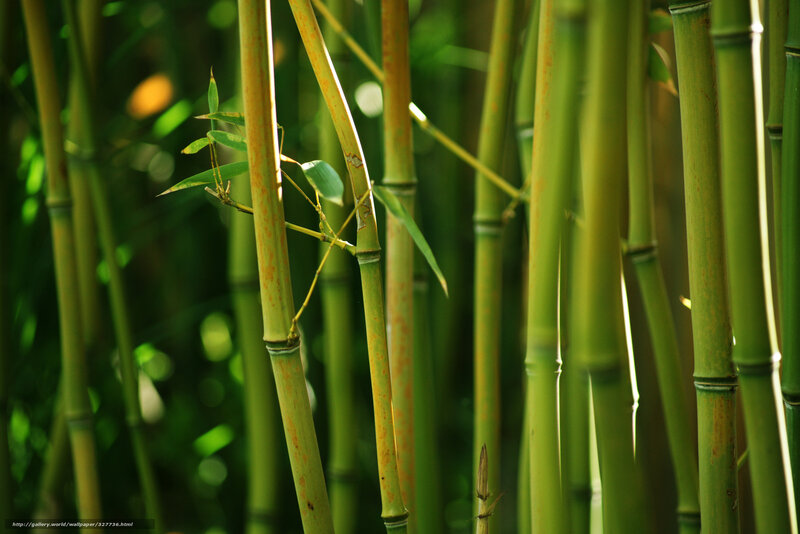 Bamboo Stalks in Forest — Green, Serene, Afternoon, Photograph