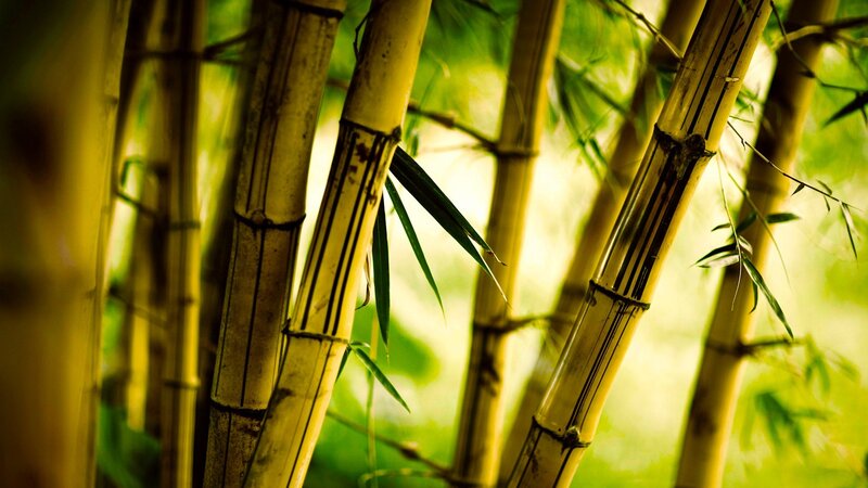 Bamboo Stalks in Forest — Green, Serene, Afternoon